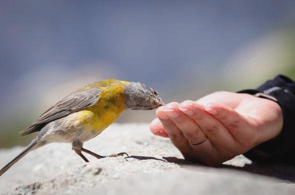 cibo per uccelli